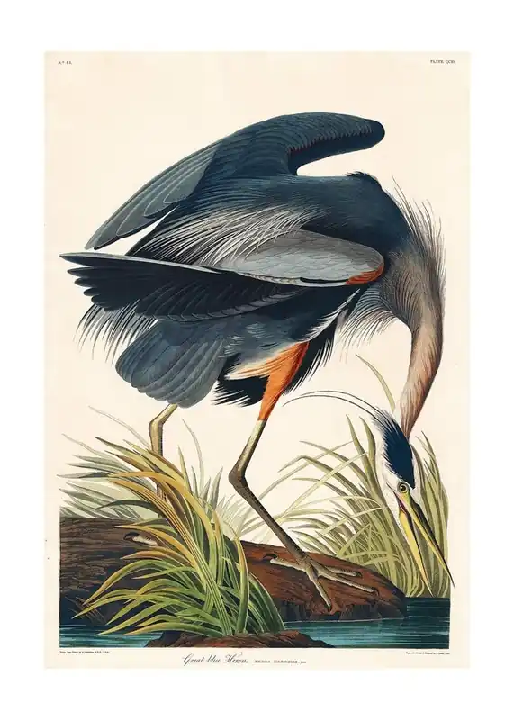Original Blue Heron Vintage Antique Bird Print