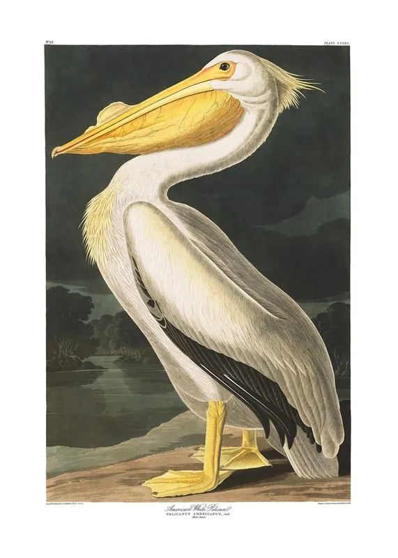 American White Pelican Vintage Antique Bird Print Save Now