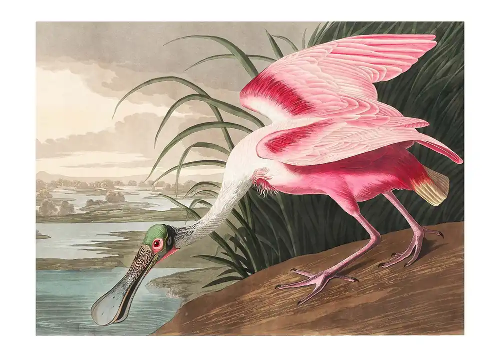 Spoonbill Vintage Bird Print High Quality