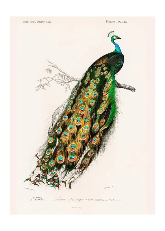 Peacock Vintage Bird Print Final Sale