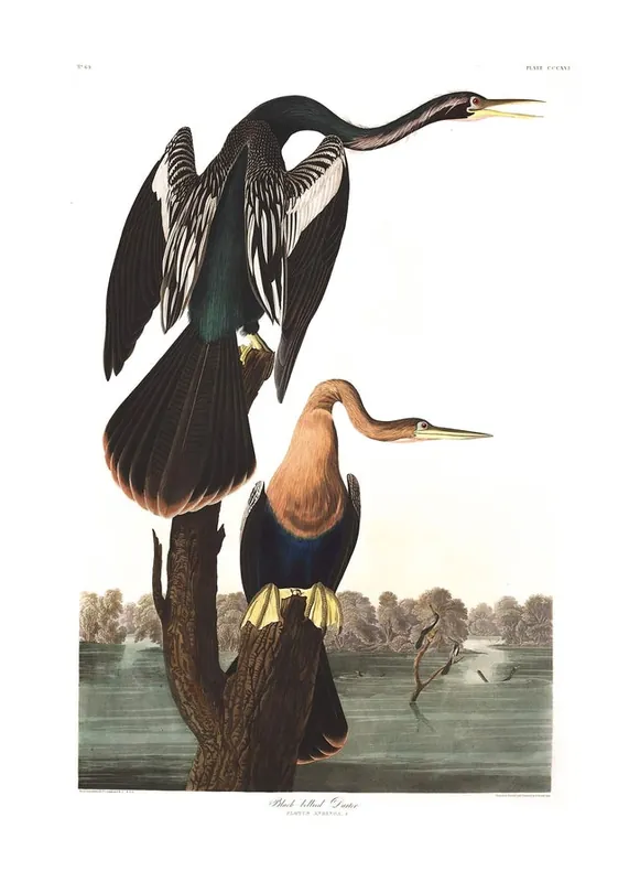 Black Bellied Darter Vintage Antique Bird Print Top Pick