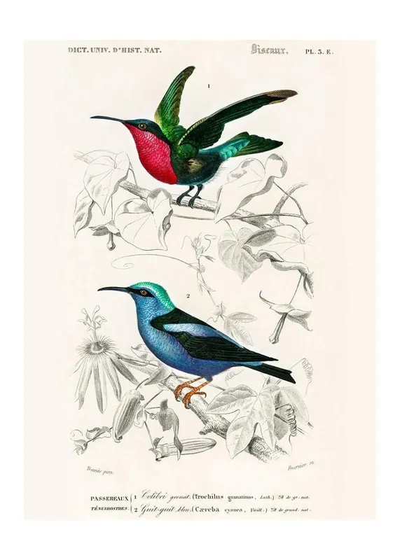 Hummingbird Vintage Bird Print Get Yours
