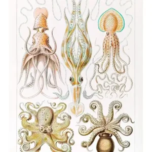 Last Chance Gamochonia Octopus and Squid Vintage Antique Print