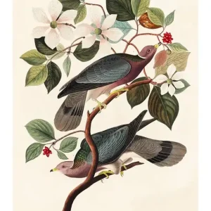 Band Tailed Pigeon Vintage Bird Print Seasonal Sale