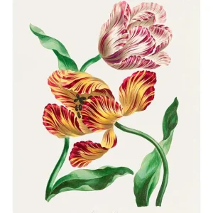 Bulk Order Various Tulips by John Edwards Print