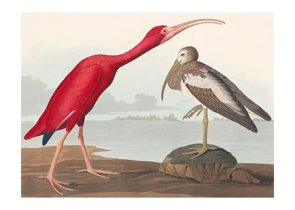 Fast Shipping Scarlet Ibis Vintage Bird Print