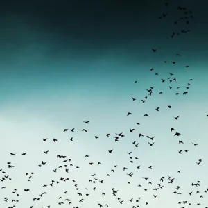 Birds In Flight Print Top Rated