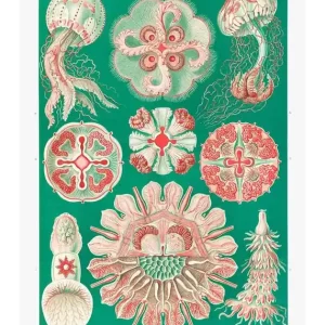 Jellyfish Green and Pink Vintage Antique Print Premium