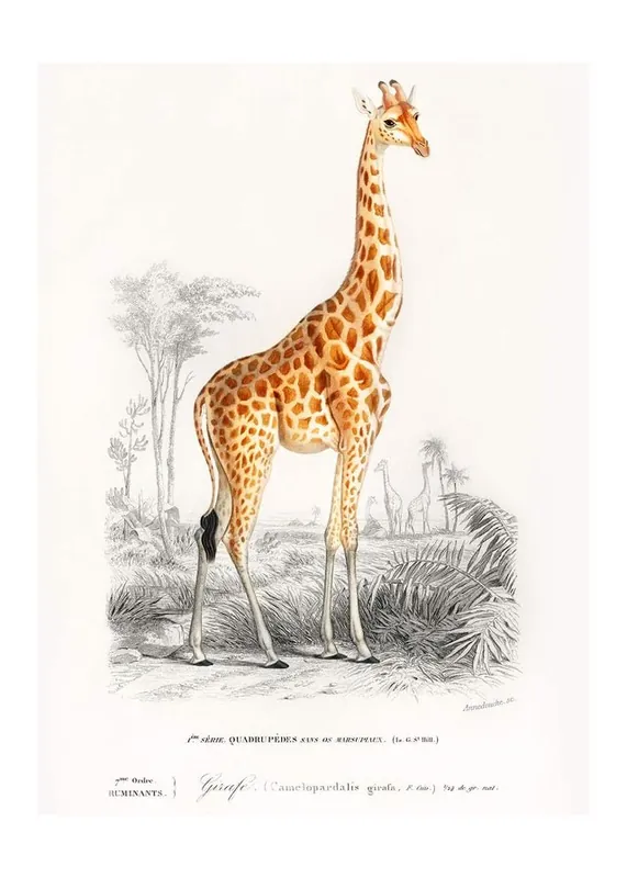 Order Now Giraffe Vintage Antique Print