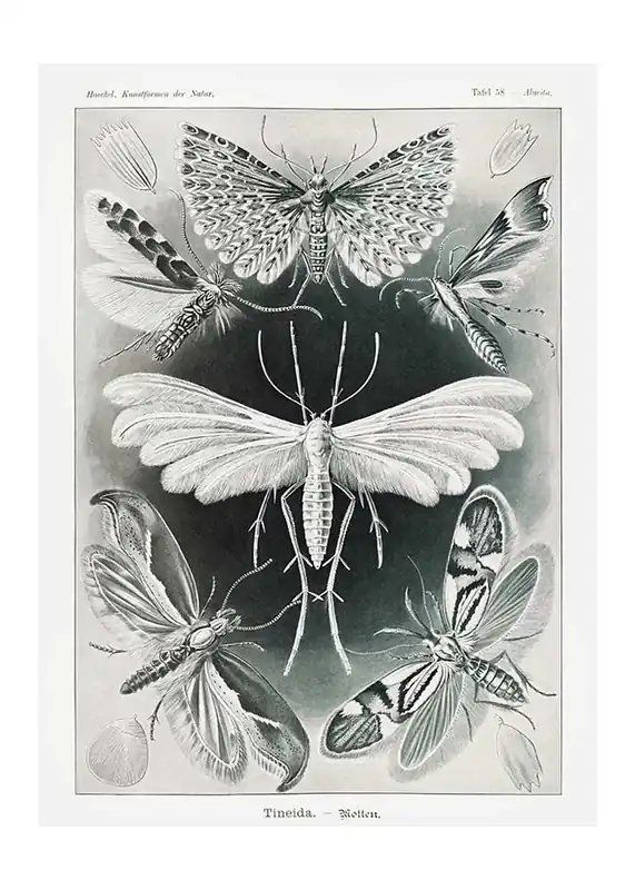 Moths Black & White Illustration Gothic Print Secure Checkout