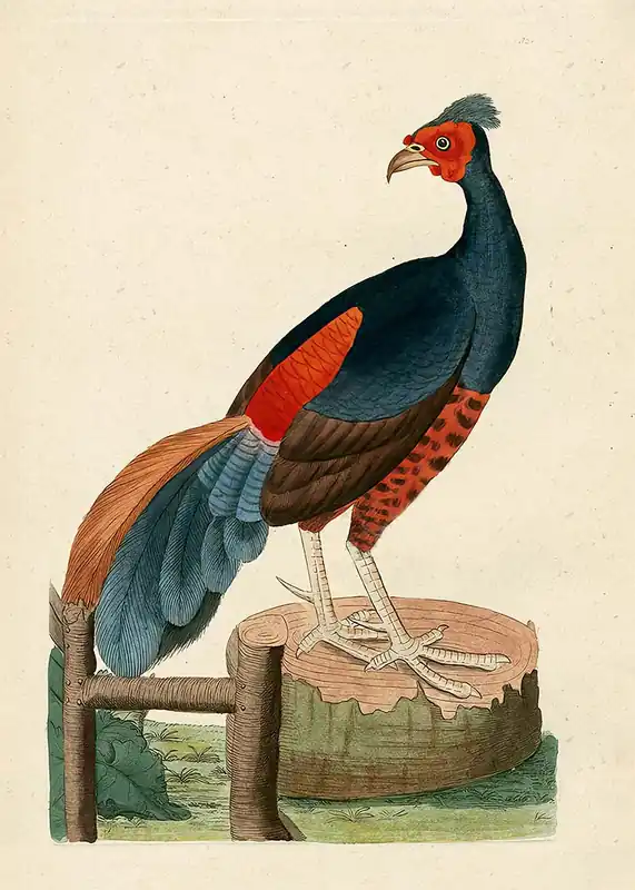 Shop Now Vintage Fire-Backed Pheasant Bird Print