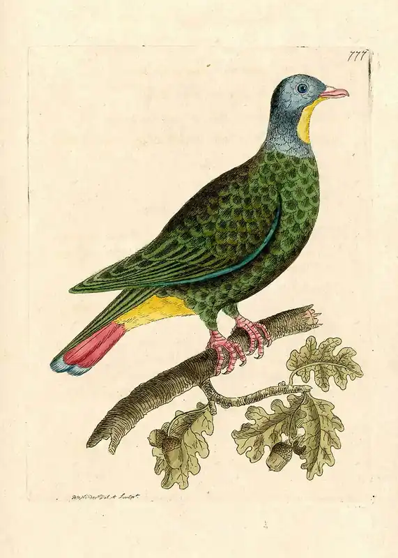 Vintage Black Capped Pigeon Bird Print Professional Grade