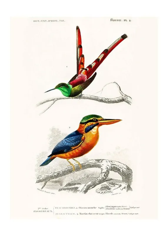 Kingfisher Passerine Vintage Bird Print Budget