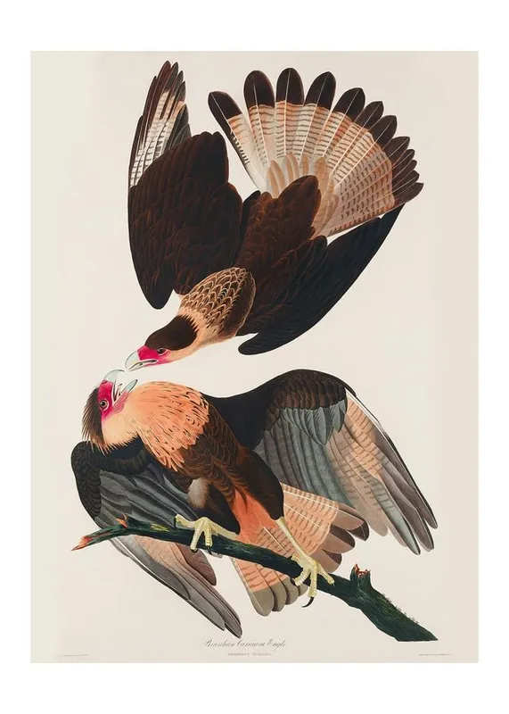 Brazilian Eagle Vintage Bird Print Exclusive