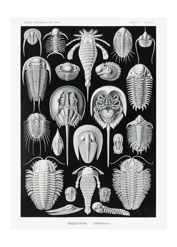 Aspidonia Crabs Vintage Black And White Antique Print Time-Limited