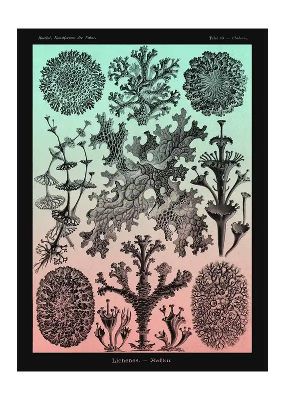 Premium Lichens Pink and Teal Vintage Antique Print