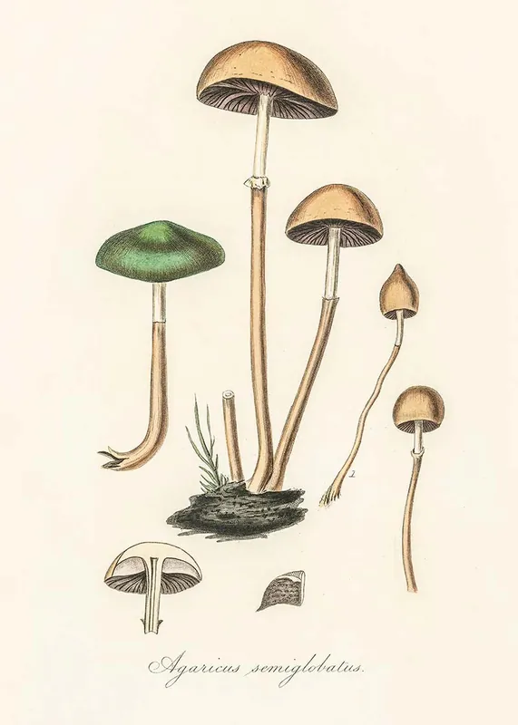 Vintage Mushrooms Print - Agaricus Semiglobatus Buy Direct