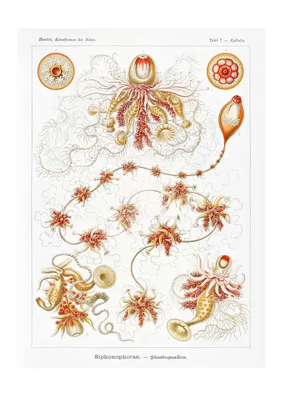 Top Rated Marine Invertebrates Antique Illustration Print