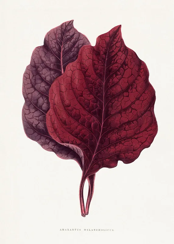 Pink Amarantus leaf botanical illustration print Price Drop