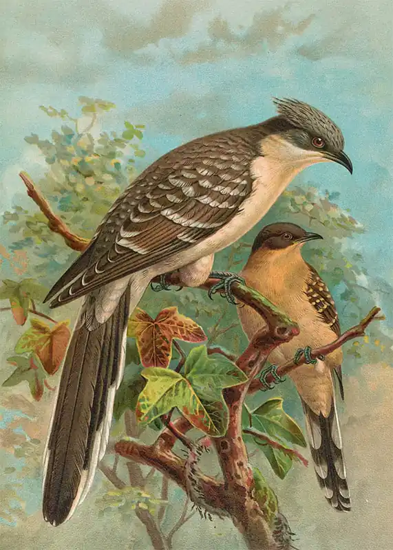 Luxury Jacobin Cuckoo Vintage Bird Print by Johann Friedrich Naumann