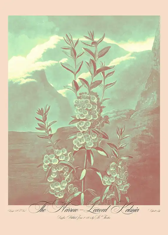 Price Cut Narrow Leaved Kalmia Pastel Print