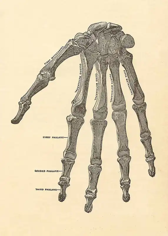 Warranty Included Vintage Medical Skeleton Hand Illustration Print
