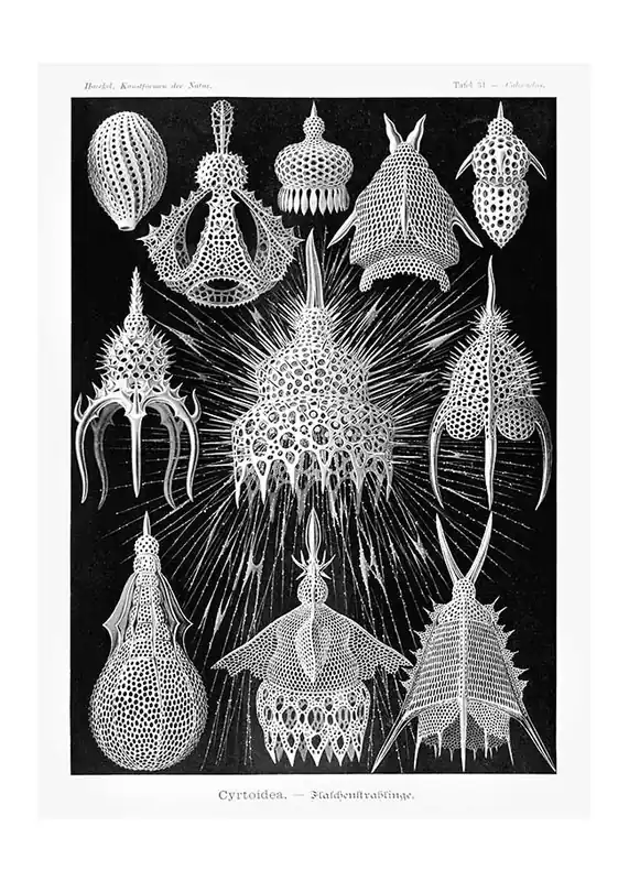 Microorganisms Black and White Illustration Print Genuine