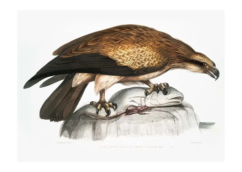 Super Sale Eagle Vintage Antique Bird Print