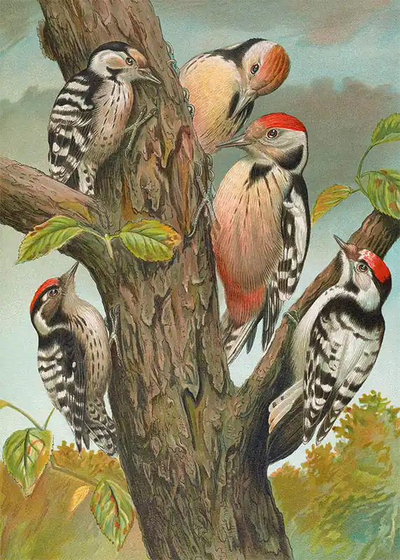 Price Drop Spotted Woodpecker Vintage Bird Print by Johann Friedrich Naumann