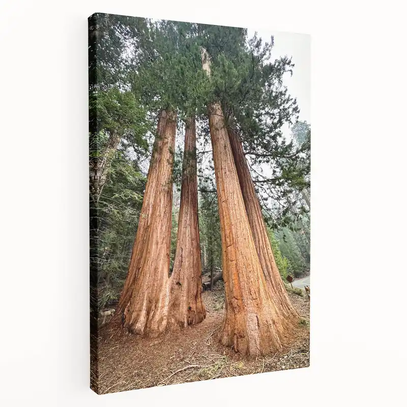 Hot Picks Wilderness Scenes of Sequoia – Trio of Majestic Trees Nature Canvas Art