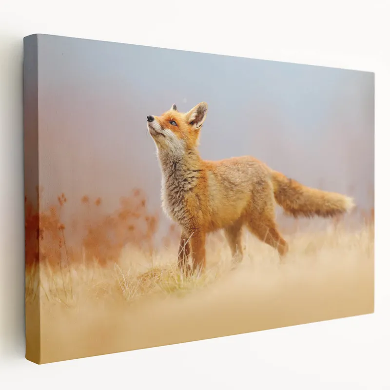 Discount Sweden Scenery Prints - Majestic Red Fox in Swedish Fields Canvas Art