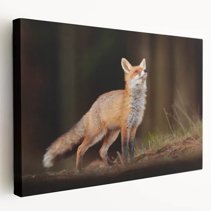 Sweden Wall Art - Red Fox in Swedish Forest Nordic Scenery Art Print Bulk Order