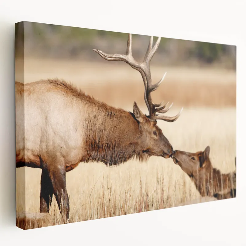 Yellowstone National Park Art – Wildlife Elk Poster Prints for Nature Lovers Limited Edition
