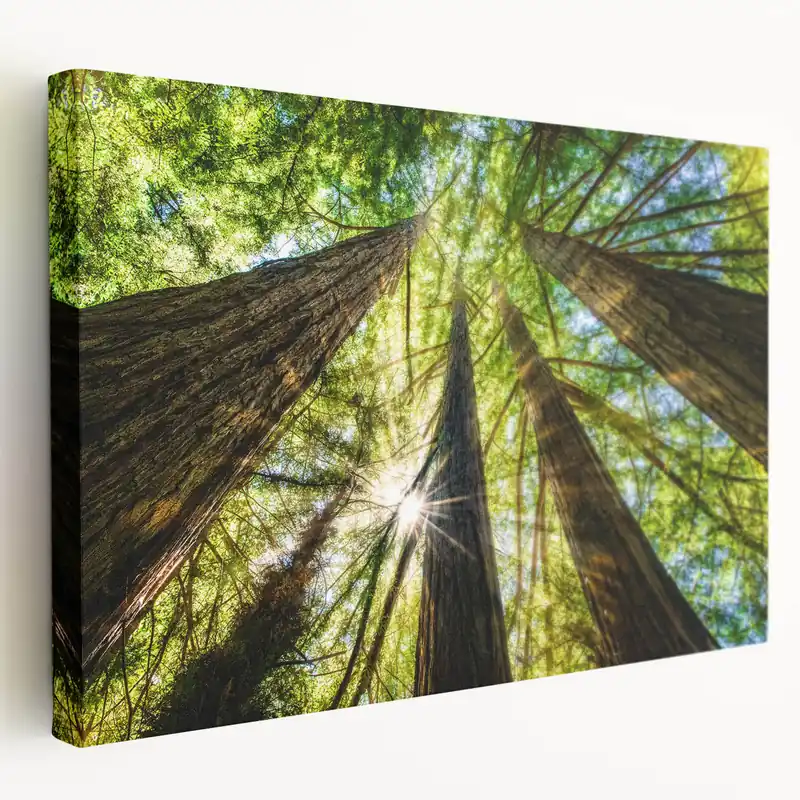 Exclusive Sunlit Redwoods of Big Sur – Stunning California Forest Photography Art