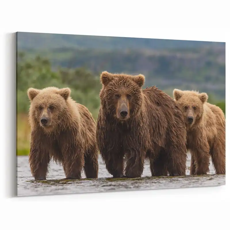 Alaskan Nature Photography - Brown Bears in Alaska’s Wild River High Quality