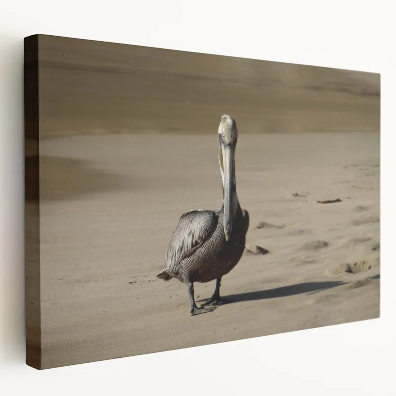 Puerto Rico Wall Art - Caribbean Pelican on Sandy Beach Photography Secure Checkout