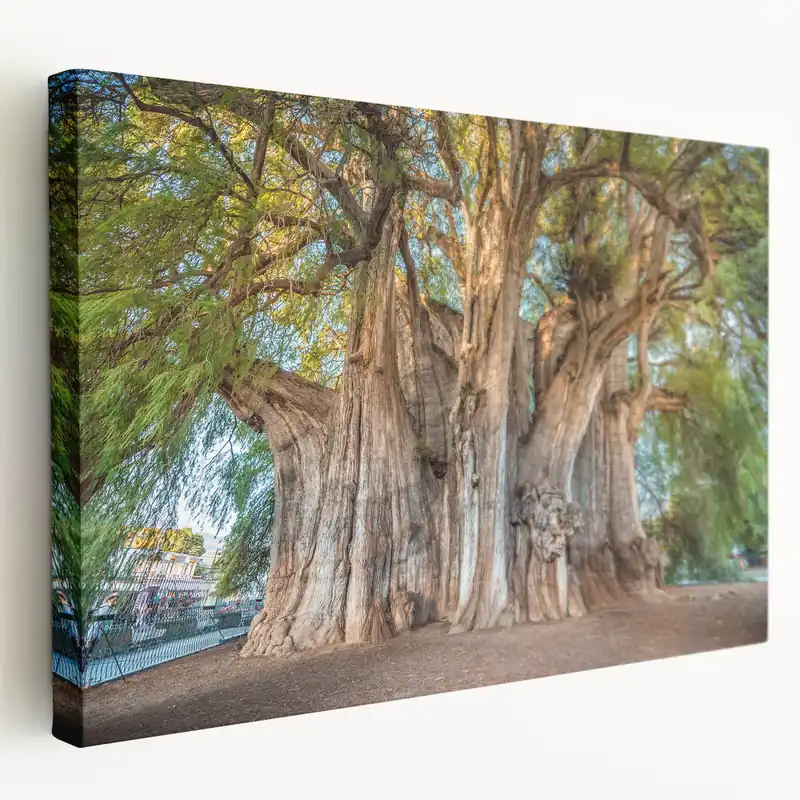 Majestic Oaxaca Tree Art - Scenic Mexican Landscape Canvas Print While Supplies Last