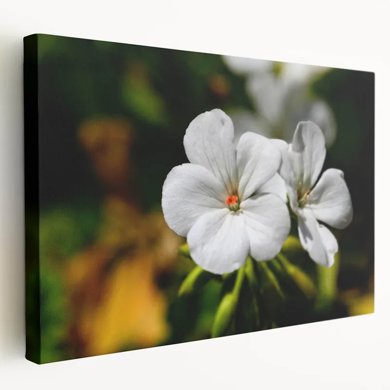 White Geranium Flower Art - Botanical Canvas Print - Nature-Inspired Decor Latest