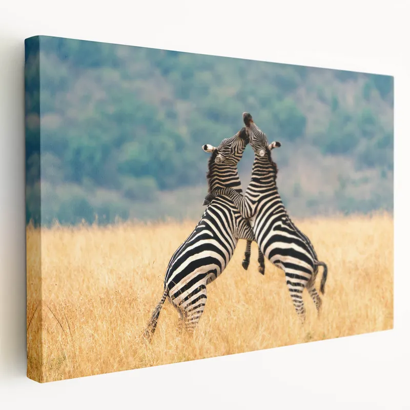 Playful Zebras in Kenya - African Wildlife Wall Art Instant Buy