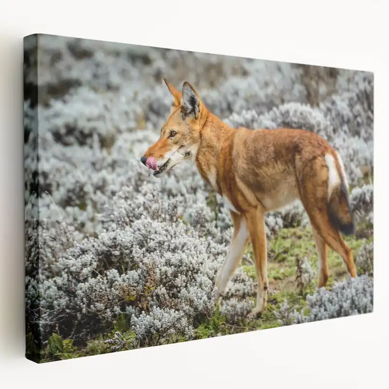 Money Back Guarantee Ethiopian Wolf in Highland Habitat - Majestic Wildlife Art Print