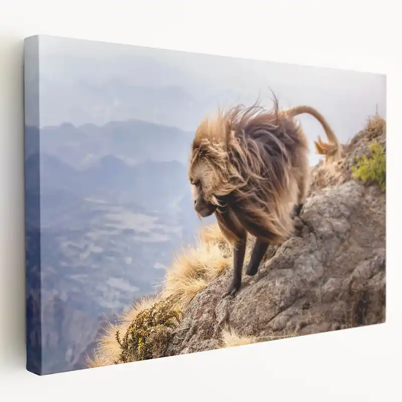 Latest Majestic Ethiopian Gelada Baboon on Mountain - Ethiopian Wall Art Print