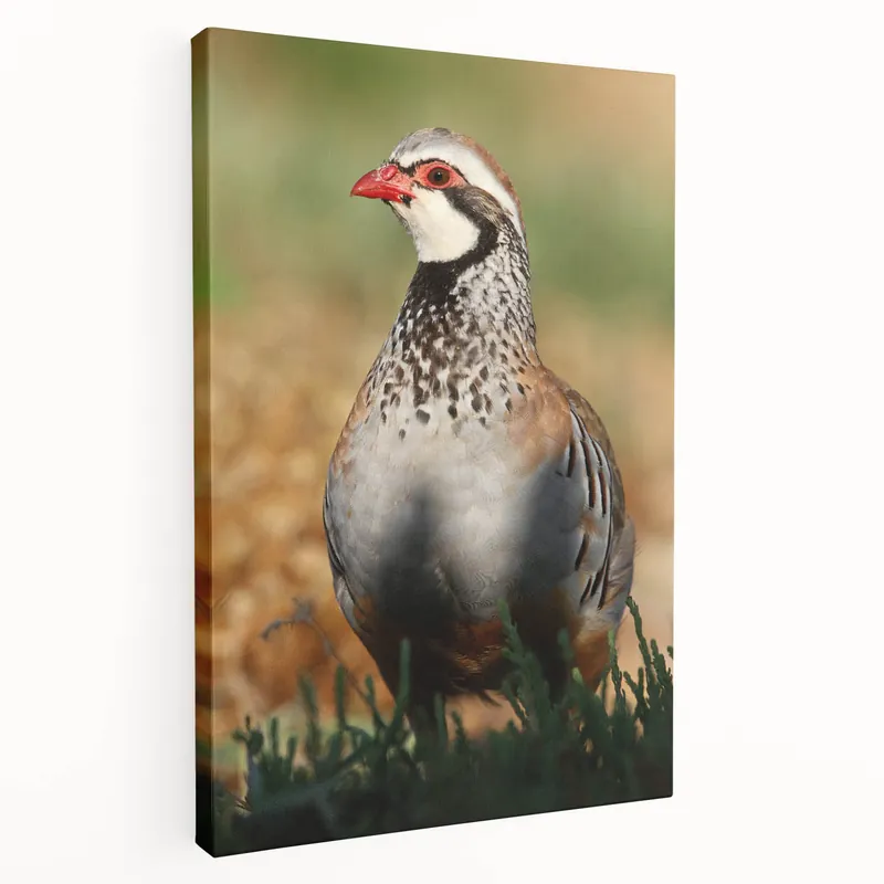Close-Up Partridge Wall Art - Stunning Wildlife Canvas & Print Decor Low Price