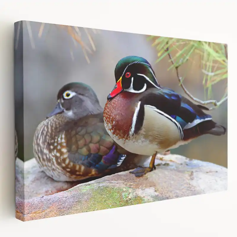 Stunning Wildlife Duck Wall Art - Vibrant Duck Canvas Art Print Decor Genuine