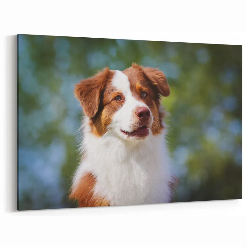 Must Have Cute Australian Shepherd Wall Art - Australian Shepherd Canvas Decor