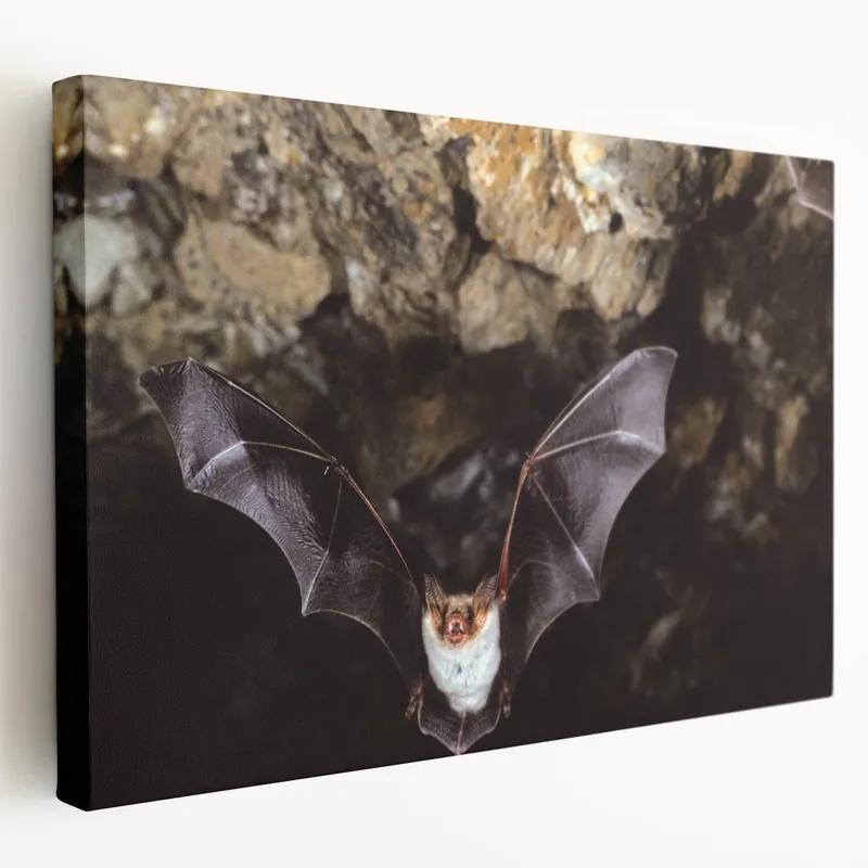 Original Wildlife Bat in Cave - Stunning Bat Photography Wall Art for Nature Lovers
