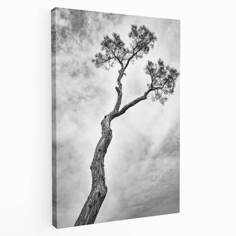 Minimalist Black-and-White Tree Art - Monochrome Nature Canvas Clearance