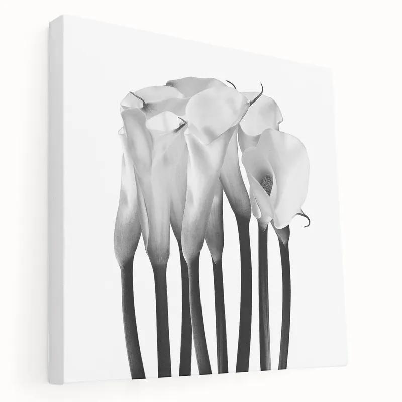 Limited Edition Calla Lilies Elegance - Fine Art Photography Canvas Prints