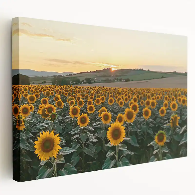 Sunflower Field at Sunset Wall Art – Rustic Countryside Canvas Print In Demand