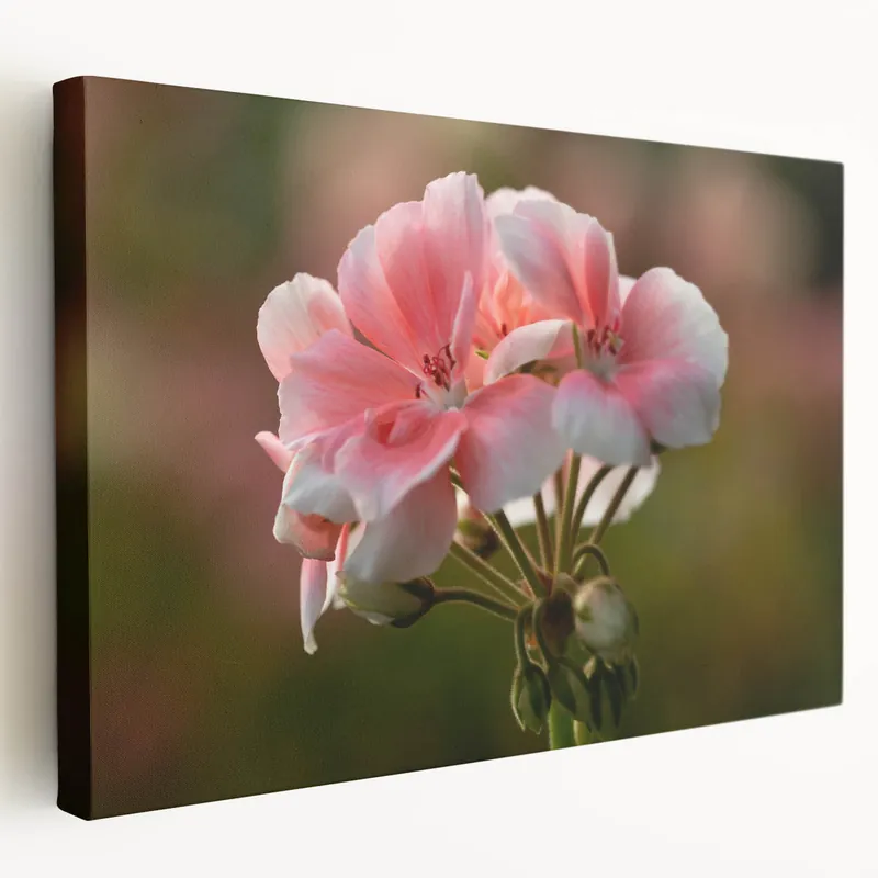 Markdown Soft Pink Geranium Flower Art - Botanical Geranium Canvas - Elegant Decor