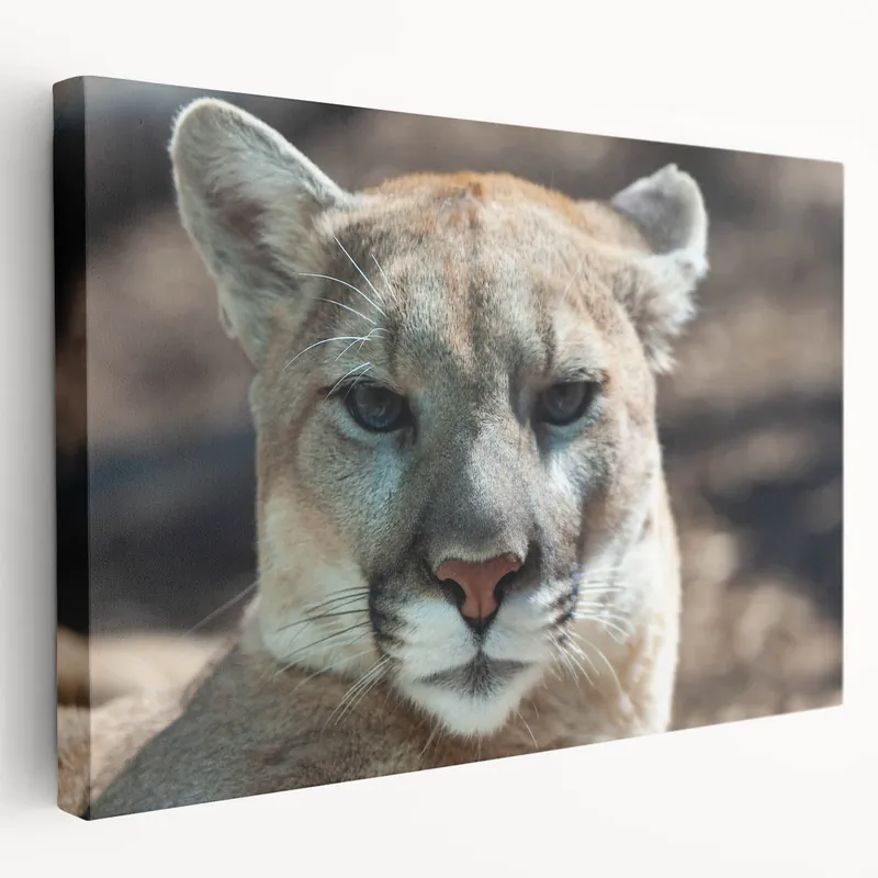 Trending Cougar Canvas Art - Stunning Wildlife Print for Elegant Home Decor